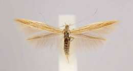 Coleophora bispinatella McDunnough 1954的圖片