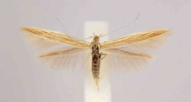 Coleophora bispinatella McDunnough 1954的圖片