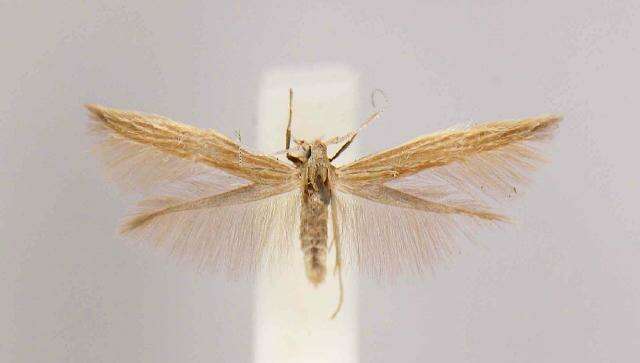 Image of Coleophora intermediella McDunnough 1940