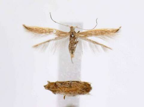 Image of Coleophora intermediella McDunnough 1940