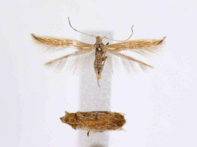 Image of Coleophora intermediella McDunnough 1940