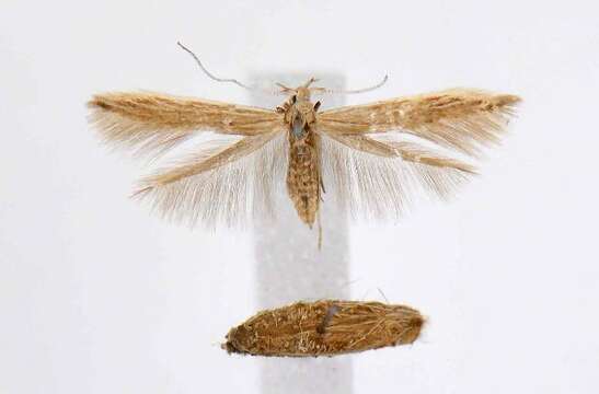 Image of Coleophora intermediella McDunnough 1940