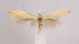 Image of Coleophora latronella McDunnough 1940