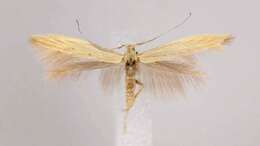 Imagem de Coleophora latronella McDunnough 1940