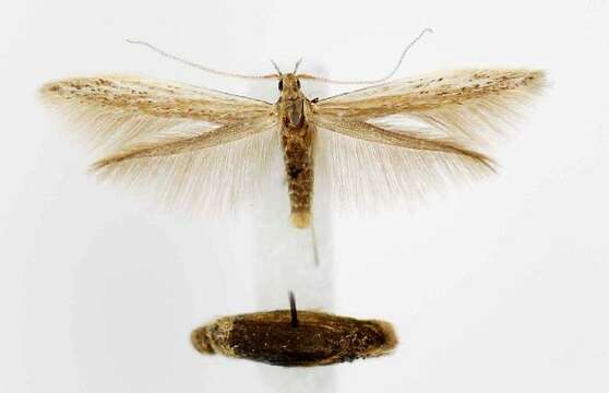 Image of Coleophora bidens Braun 1940