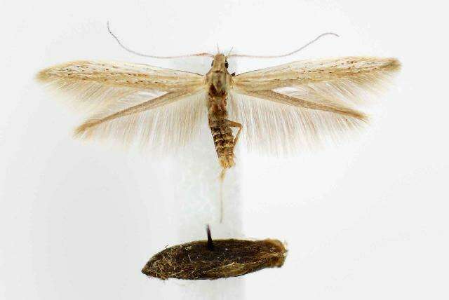 Image of Coleophora bidens Braun 1940