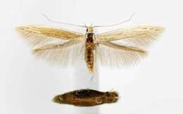 Image of Coleophora bidens Braun 1940