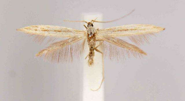 صورة Coleophora borea Braun 1921