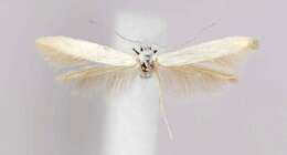 Coleophora gaylussaciella Heinrich 1915的圖片