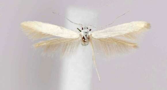 Image of Coleophora gaylussaciella Heinrich 1915