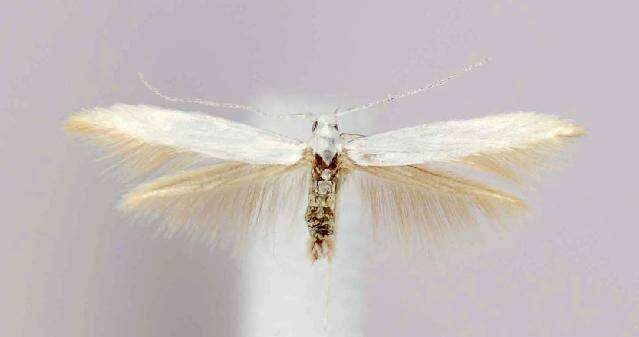 Coleophora gaylussaciella Heinrich 1915的圖片