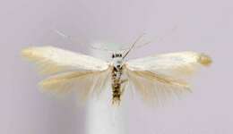 Coleophora gaylussaciella Heinrich 1915的圖片