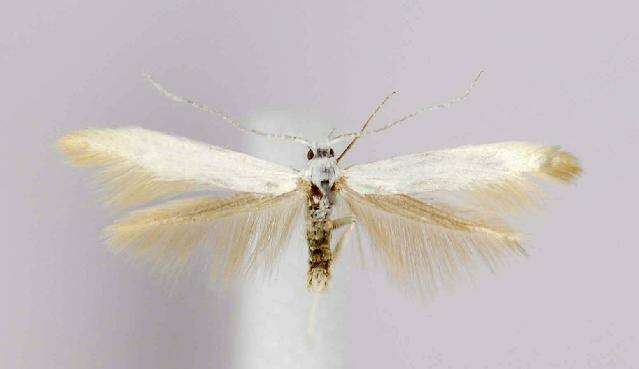 Coleophora gaylussaciella Heinrich 1915的圖片