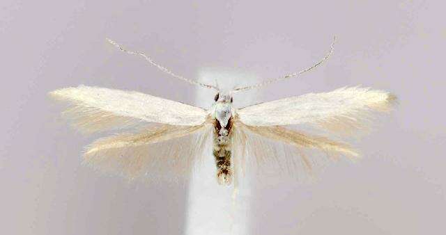 Coleophora gaylussaciella Heinrich 1915的圖片