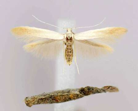 Image of Coleophora cornivorella McDunnough 1945