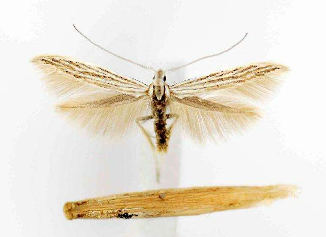 Image of Coleophora asterosella McDunnough 1944