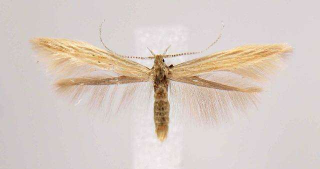 Imagem de Coleophora latronella McDunnough 1940