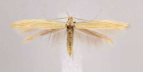 Image of Coleophora latronella McDunnough 1940