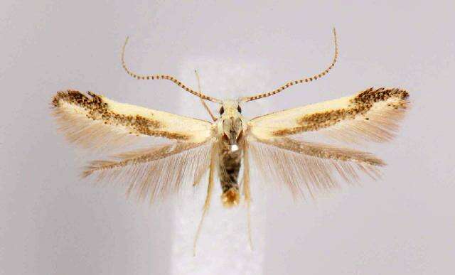 Image of Coleophora