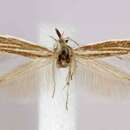 Image of Coleophora infuscatella Clemens 1860
