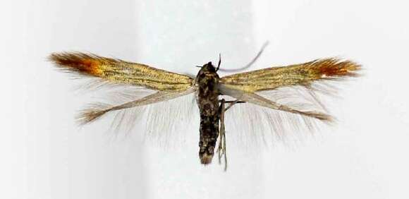 Image of Coleophora maritella McDunnough 1941