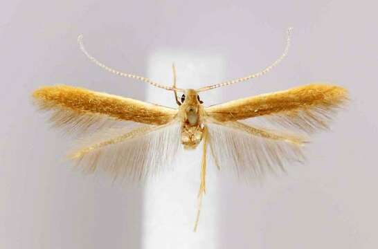 Image of Coleophora corylifoliella Clemens 1861