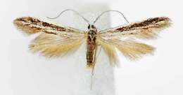 Image of Coleophora discostriata Walsingham 1882