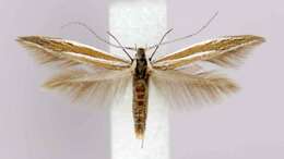 Image of Coleophora