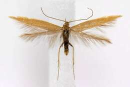 Image de Coleophora brunneipennis Braun 1921