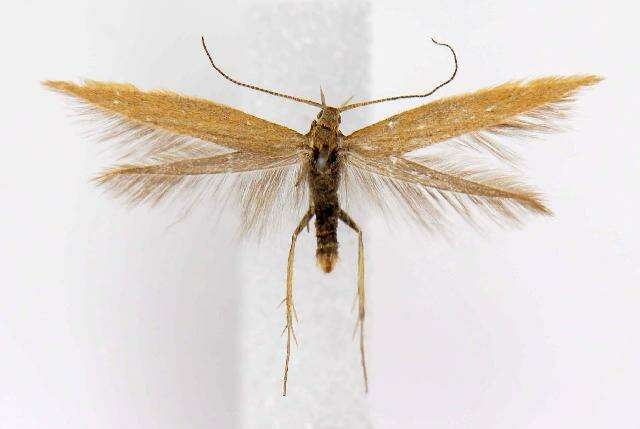 Imagem de Coleophora brunneipennis Braun 1921