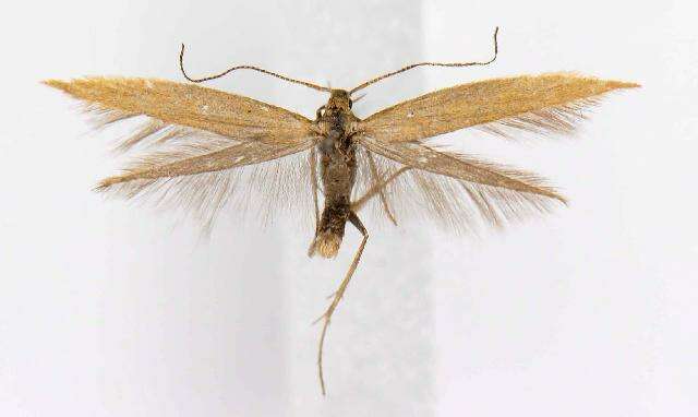 Imagem de Coleophora brunneipennis Braun 1921