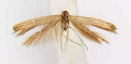 صورة Coleophora benestrigatella McDunnough 1941