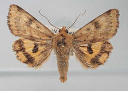 Image of <i>Heliothis acesias</i>