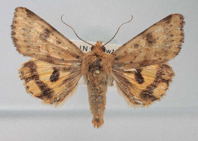 Image of <i>Heliothis acesias</i>