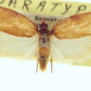 Image of <i>Amorbimorpha mackayiana</i>