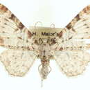 Image of Eupithecia helena Taylor 1906