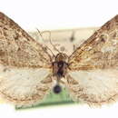 Image of Eupithecia mystiata Cassino 1925