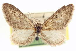 Image of Eupithecia mystiata Cassino 1925