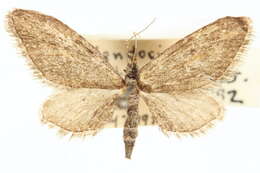 Image of Eupithecia mystiata Cassino 1925