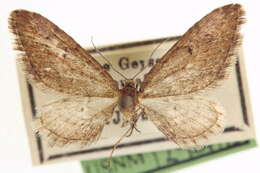 Слика од Eupithecia gilata Cassino 1925