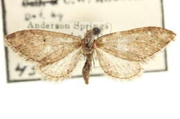 Слика од Eupithecia gilata Cassino 1925