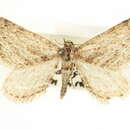 Image of Eupithecia deserticola McDunnough 1946