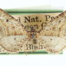 Image of Eupithecia pertusata McDunnough 1938