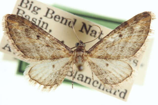 Image of Eupithecia pertusata McDunnough 1938