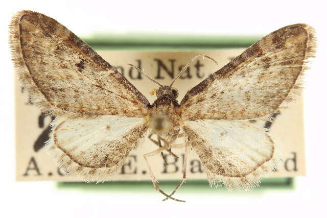 Image of Eupithecia pertusata McDunnough 1938