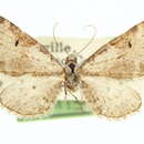 Слика од Eupithecia cestata Hulst 1896