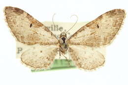 Image of Eupithecia cestata Hulst 1896