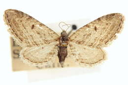Image of Nasusina inferior Hulst 1896