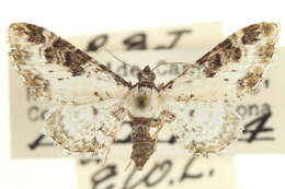 Image of Prorella gypsata Grote 1882