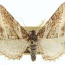Image of Lithostege elegans Grünberg 1909